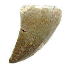 Mosasaurus tooth
