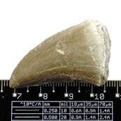 Mosasaurus tooth from Morocco