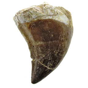 Mosasaurus tooth