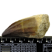Mosasaurus tooth from Morocco