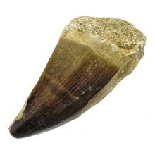 Mosasaurus tooth