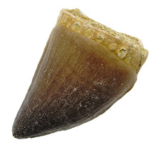 Mosasaurus tooth from Morocco