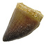 Mosasaurus tooth from Morocco