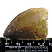 Mosasauruszahn aus Marokko