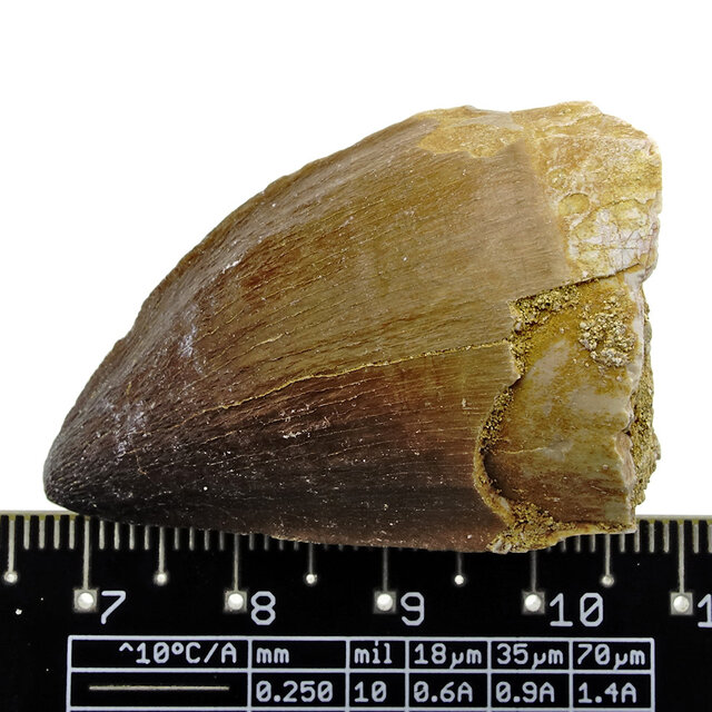 Mosasauruszahn aus Marokko