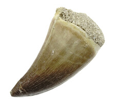 Mosasaurus tooth from Morocco