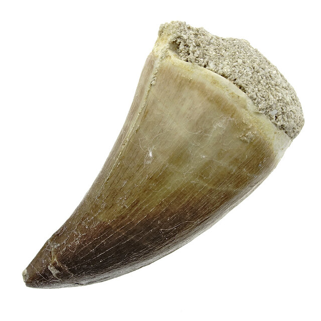 Mosasauruszahn aus Marokko