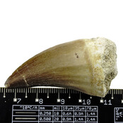 Mosasaurus tooth from Morocco