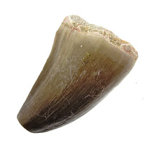 Mosasaurus tooth from Morocco