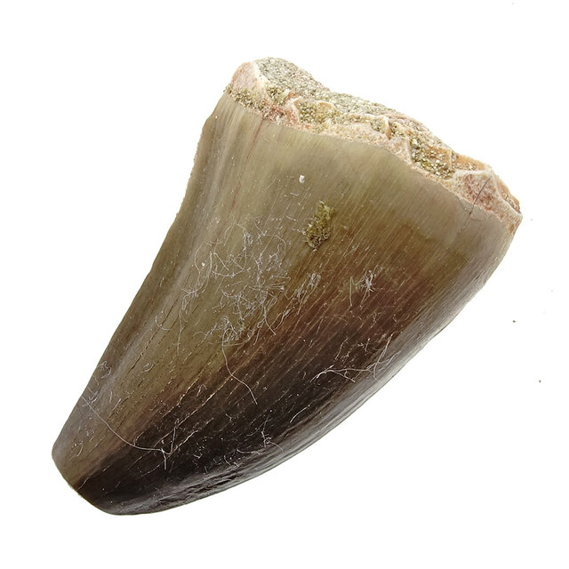 Mosasauruszahn aus Marokko