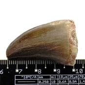 Mosasaurus tooth from Morocco