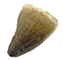 Mosasaurus tooth from Morocco