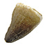 Mosasaurus tooth from Morocco