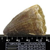 Mosasaurus tooth from Morocco