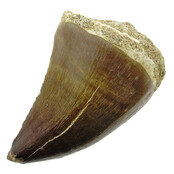 Mosasaurus tooth from Morocco