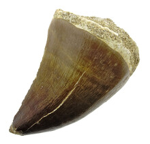Mosasaurus tooth from Morocco
