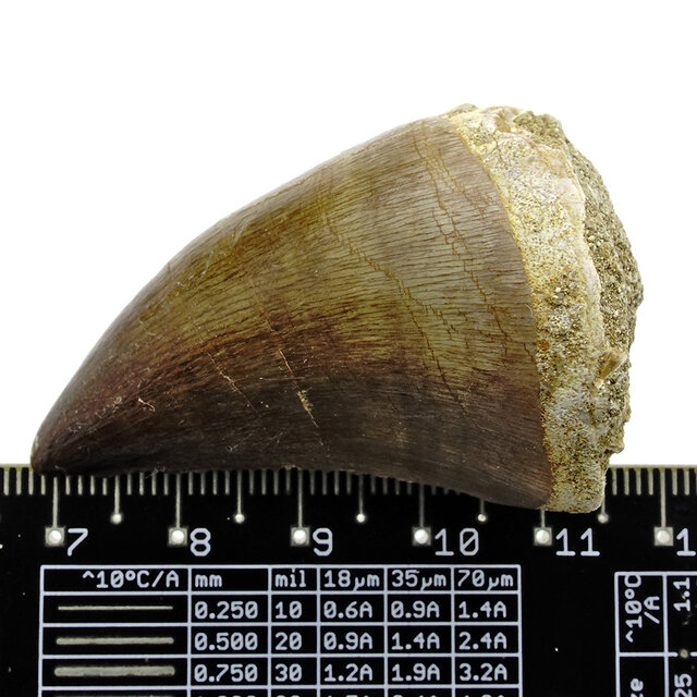 Mosasaurus tooth from Morocco
