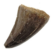 Mosasaurus tooth from Morocco