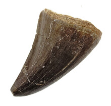 Mosasaurus tand uit Marokko