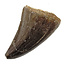 Mosasaurus tooth from Morocco