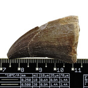 Mosasaurus tooth from Morocco