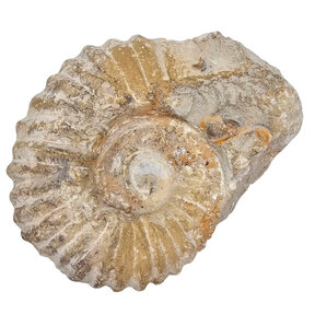 Ammonite from Morocco