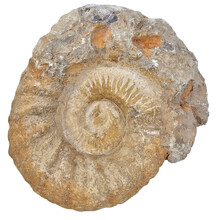 Ammonite from Morocco