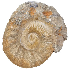 Ammonite from Morocco