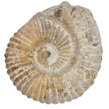 Ammonite from Morocco