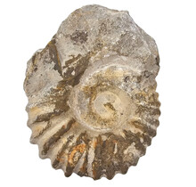 Ammonit, versteinertes Fossil aus Marokko