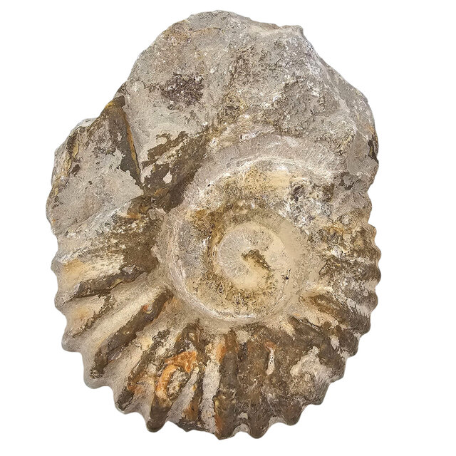 Ammonit, versteinertes Fossil aus Marokko