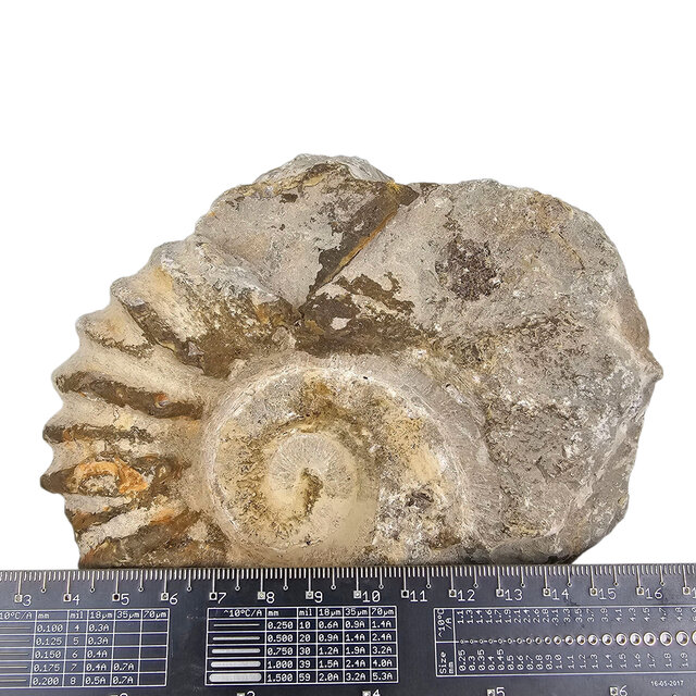 Ammonit, versteinertes Fossil aus Marokko