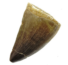 Mosasaurus tand uit Marokko