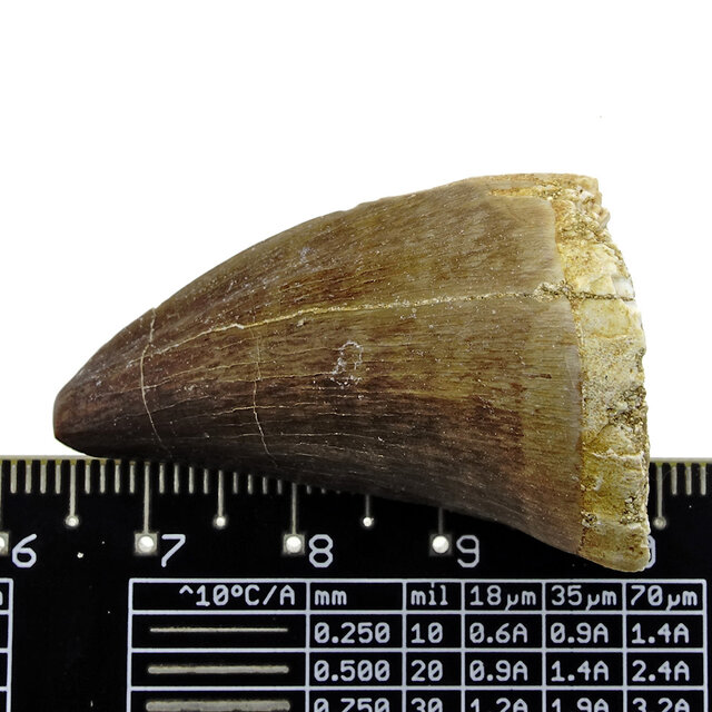 Mosasaurus tooth from Morocco