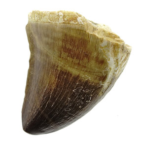 Mosasaurus tooth