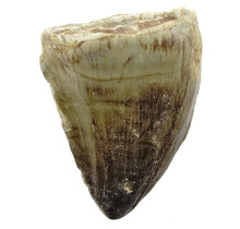 Mosasaurus tand uit Marokko