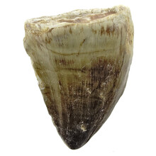 Mosasaurus tooth