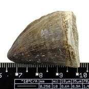 Mosasaurus tooth from Morocco