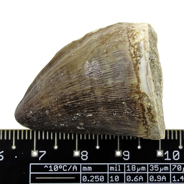 Mosasaurus tooth from Morocco