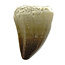Mosasaurus tooth from Morocco