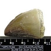 Mosasaurus tand uit Marokko