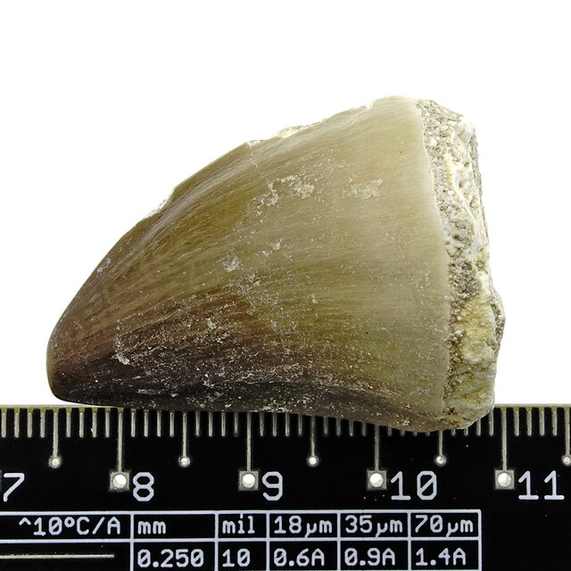 Mosasauruszahn aus Marokko