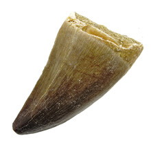 Mosasaurus tooth from Morocco