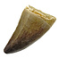Mosasaurus tooth from Morocco