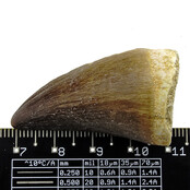 Mosasauruszahn aus Marokko