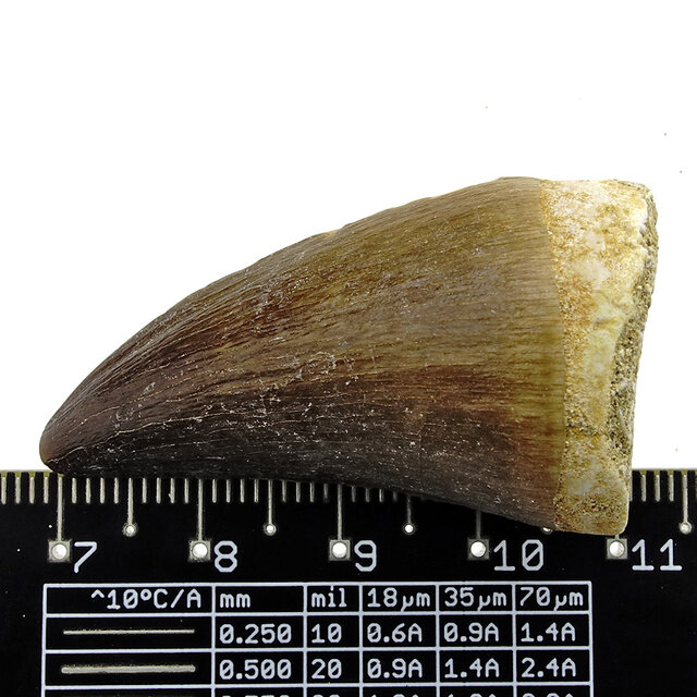 Mosasauruszahn aus Marokko