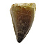 Mosasaurus tooth from Morocco