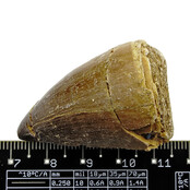 Mosasaurus tooth from Morocco