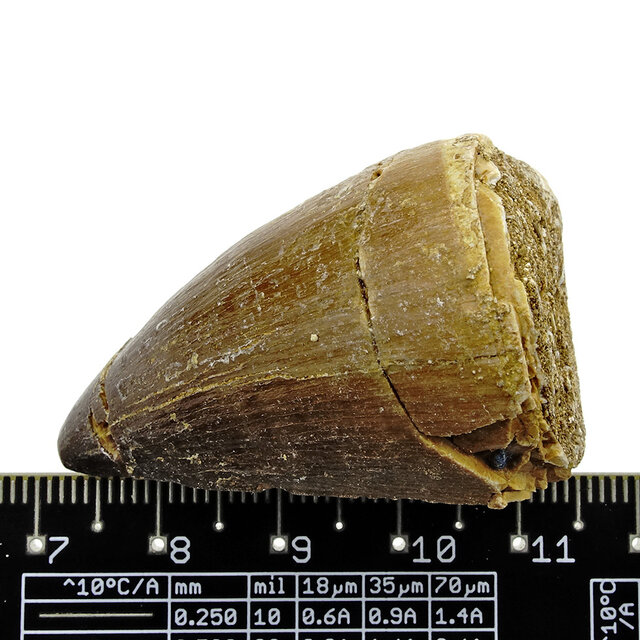 Mosasaurus tooth from Morocco