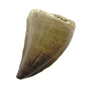 Mosasaurus tand uit Marokko